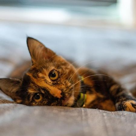 Cavendish Cat And Gaming House Apartment Blackpool Bagian luar foto