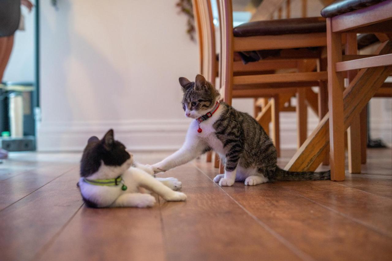 Cavendish Cat And Gaming House Apartment Blackpool Bagian luar foto