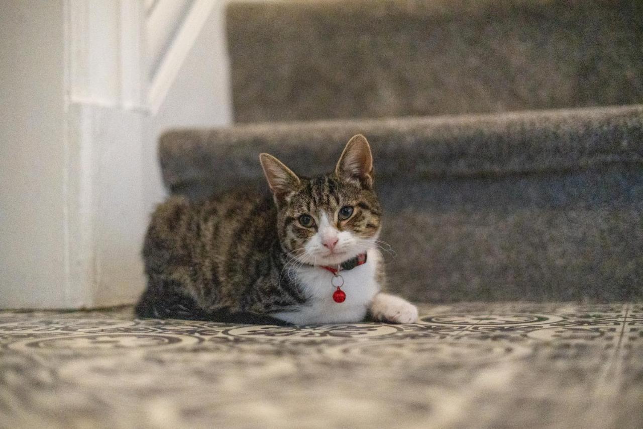 Cavendish Cat And Gaming House Apartment Blackpool Bagian luar foto